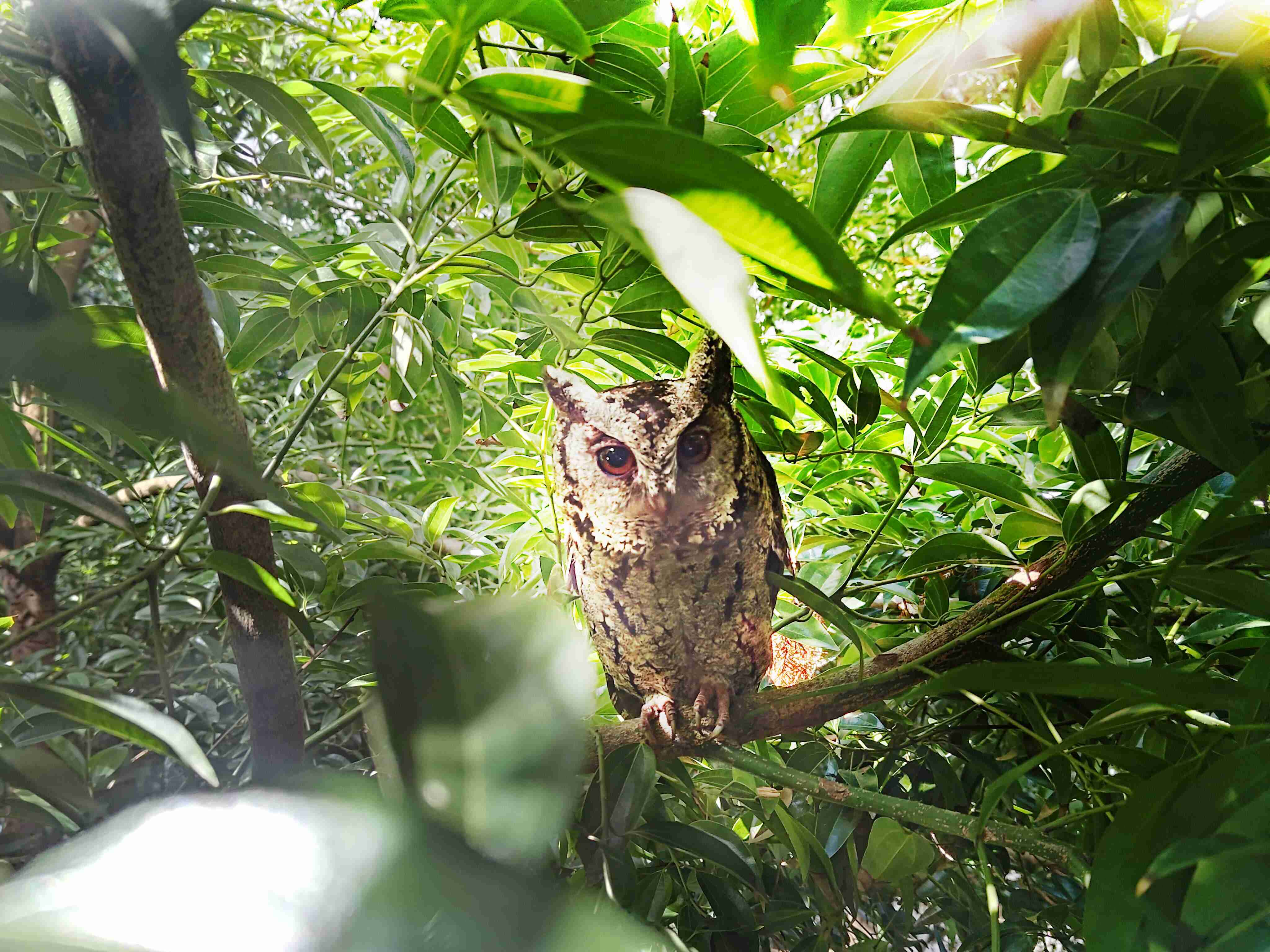 冰球突破致力提倡净零绿生活，，16年以来在全球各厂区植树逾百万棵，，，，造就各厂区树木蔚然成林，，，，犹如森林工厂，，，，成为许多生物的栖息地